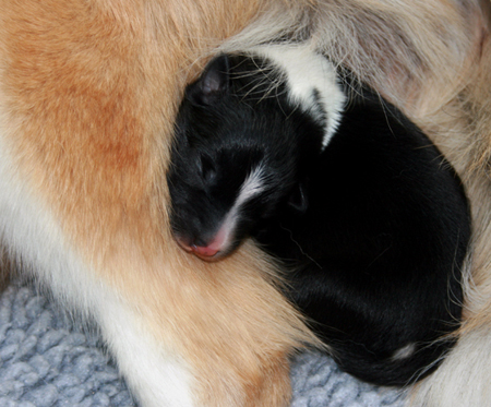 Puppy 1 nestled into Gryla's back leg