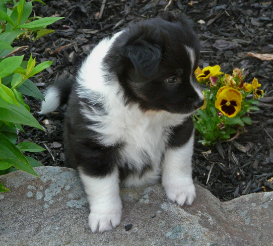 Pup 1 is 5 weeks old