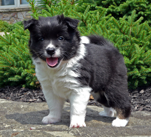 Pup 2 is 5 weeks old