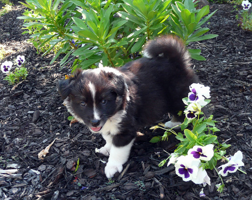 Pup 1 is 5 weeks old