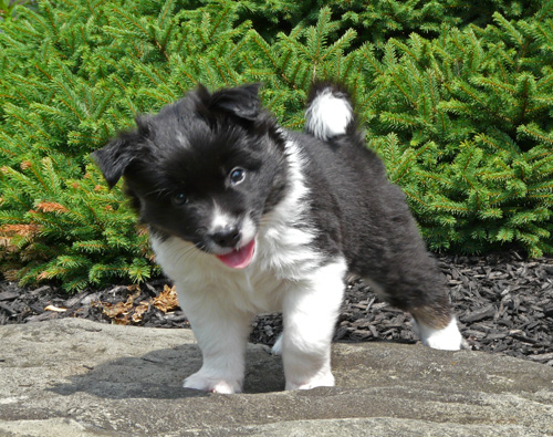 Pup 2 is 5 weeks old