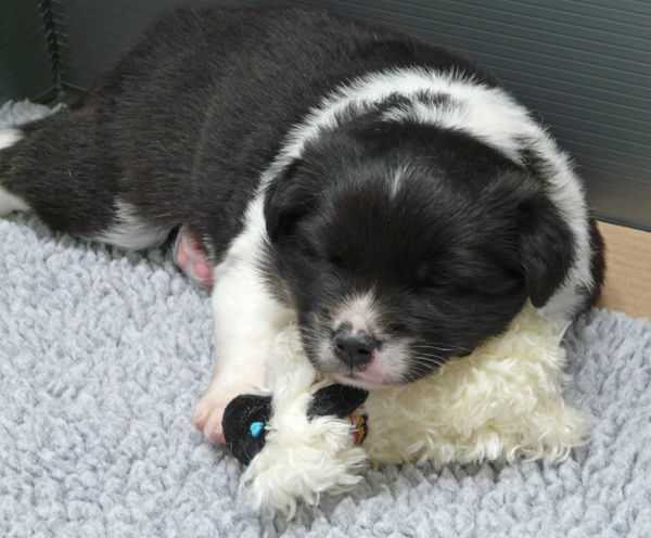 Pup 2 snuggling with the sheep