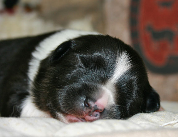 Closeup of Pup1