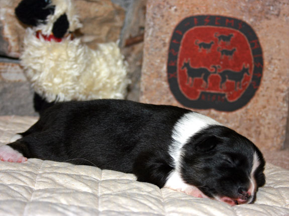 Pup 1 is One Week  Old