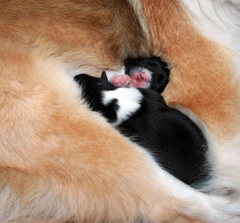 Runestone Pups