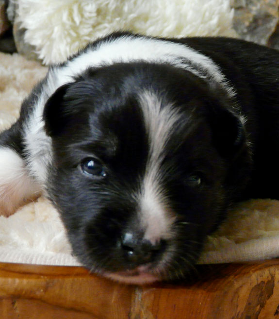 Two weeks Old -- Pup1