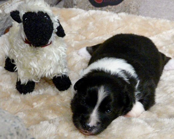 Two Weeks Old -- Pup 1