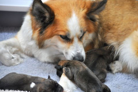 Gryla checking out her pups