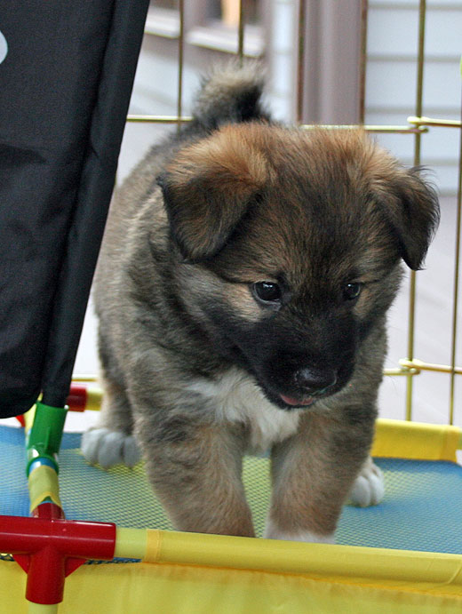 Leif at 5 weeks