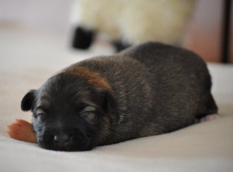 Leif at One Week