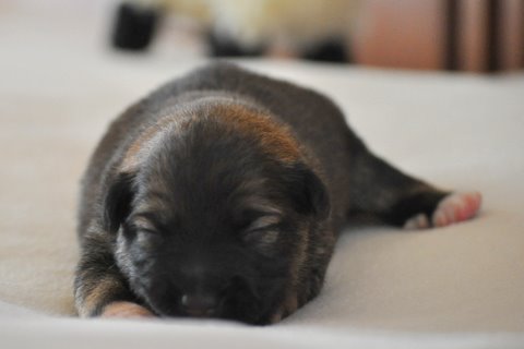 Leif at One Week Old