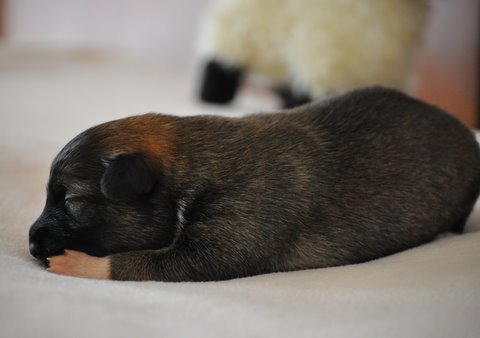 Leif at ON Week Old