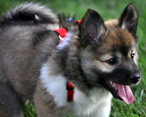 Skadi at seven weeks