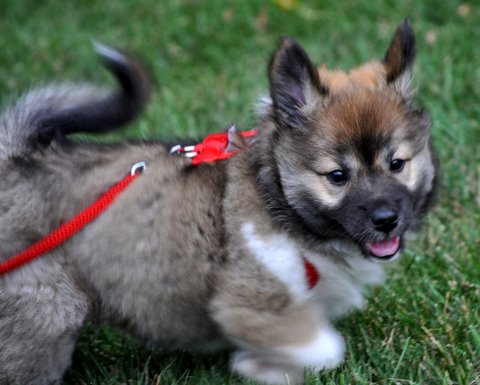 Skadi at Seven weeks