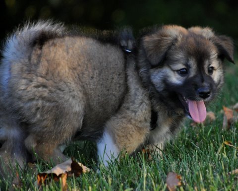 Thora at seven weeks