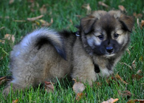 Thora at seven weeks