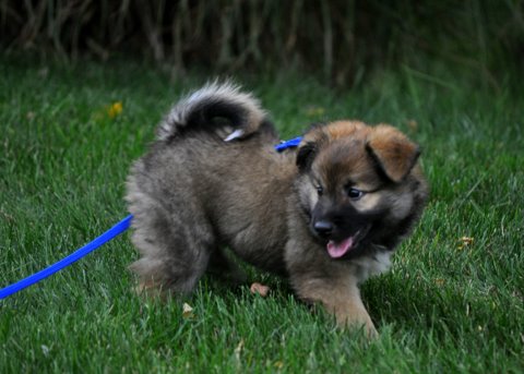 Leif at seven weeks