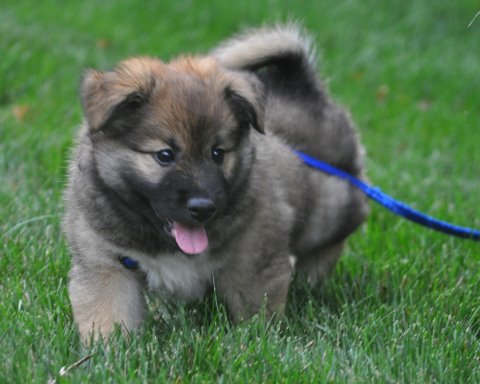 Leif at seven weeks