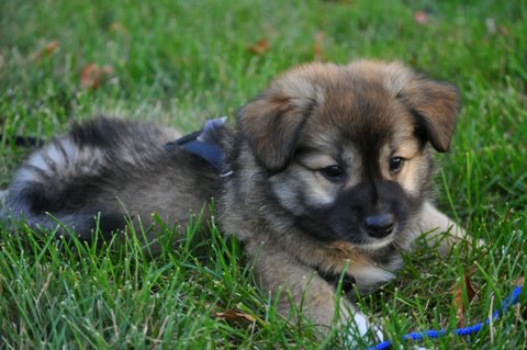 Leif at seven weeks