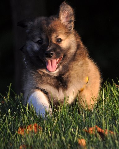 Thora at seven weeks