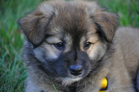 Thora at seven weeks