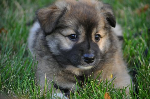 Thora at seven weeks