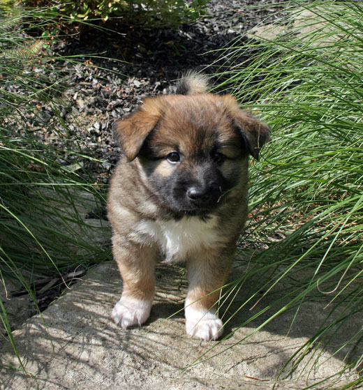 Leif at Six Weeks