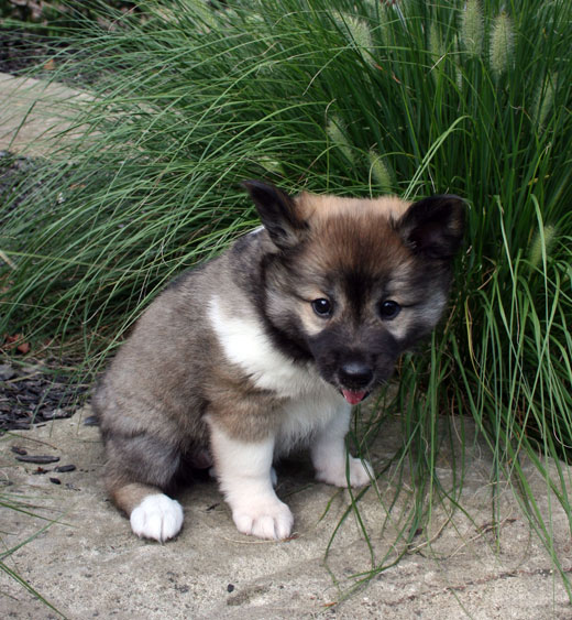 Skadi at Six Weeks