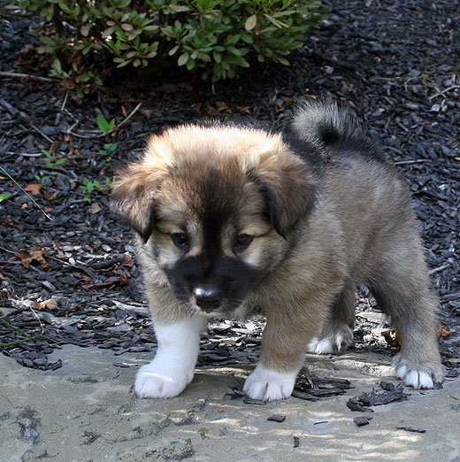 Thora At Six Weeks