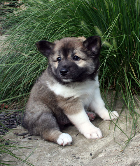 Skaði