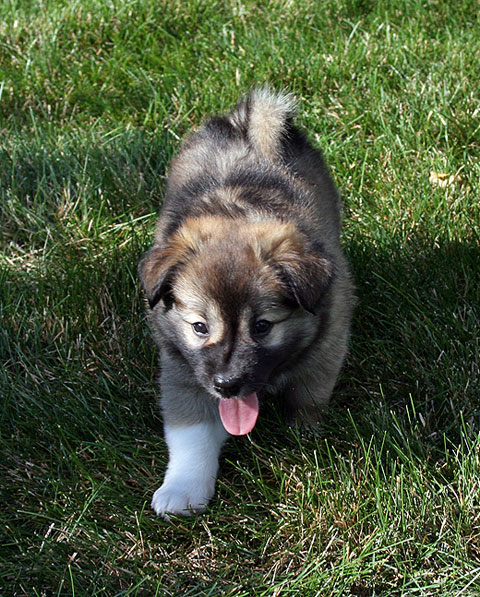 Thora