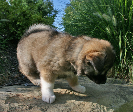 Thora