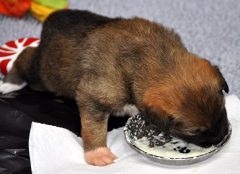 Leif eating real food for the first time