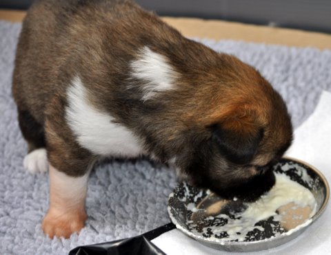 Skadi eating real food 4for the first time