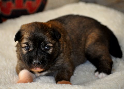 Thora - Two Weeks Old