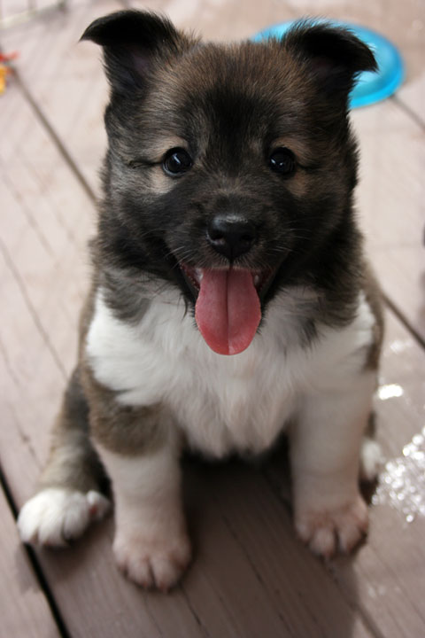 Skadi - ears coming up at 5 weeks