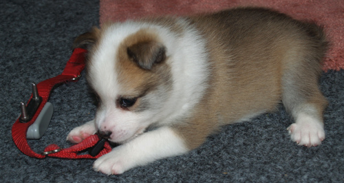 Katla loves to chew on collars