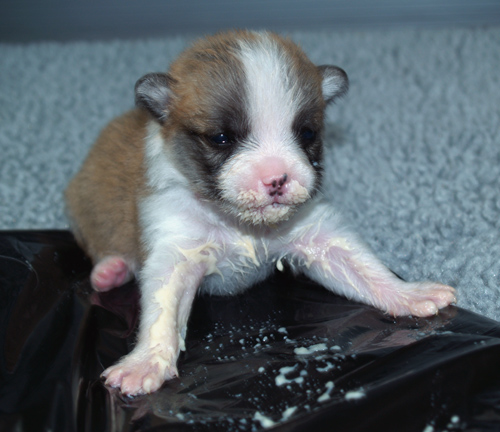 Keilir and his first food