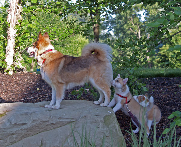 Hekla and Gryla