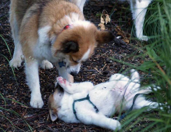 Gryla and Snaefi at play