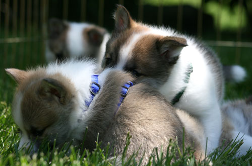 Snaefi and Keilir playing while Katla watches