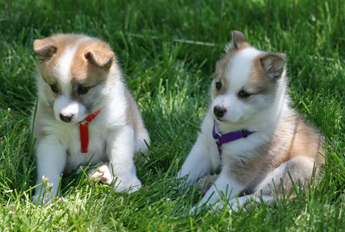 Hekla and Katla