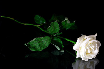 white rose