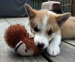 Keilir with his toy