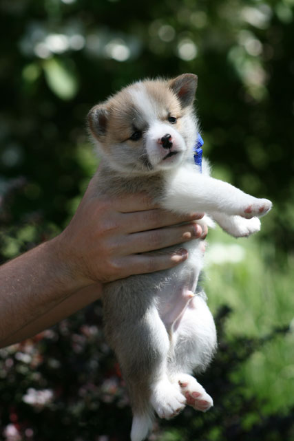 Keilir at 5 weeks