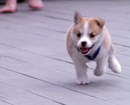 Keilir in the lead at the Puppy Derby