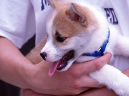 Winner of the Puppy Derby