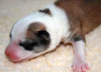 Pup 3 closeup