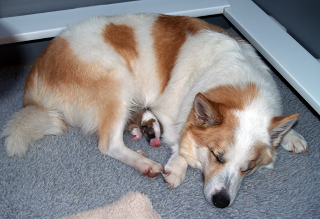 misty and Pup2 resting