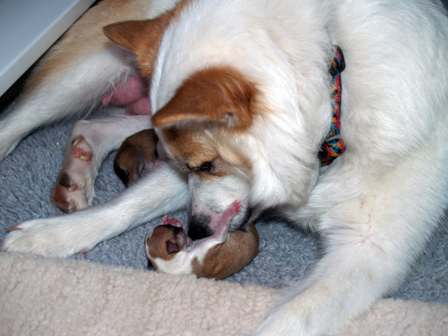 Misty checking out Pup2